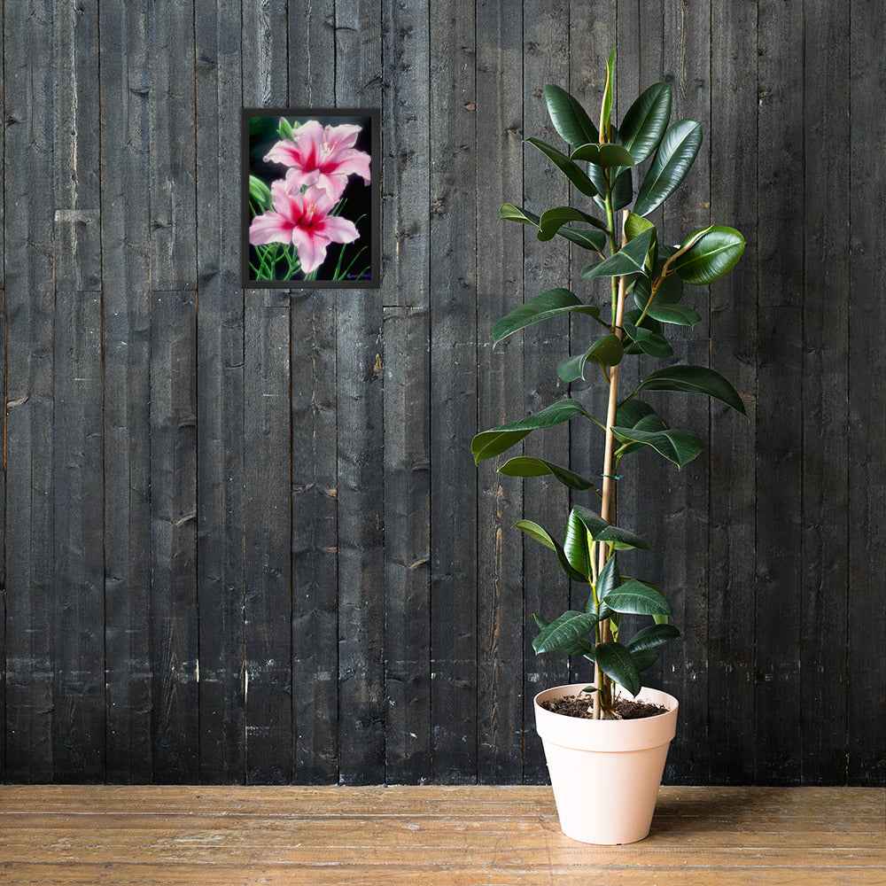 Framed Print - Desire - Pink Lily Floral Realism on Black